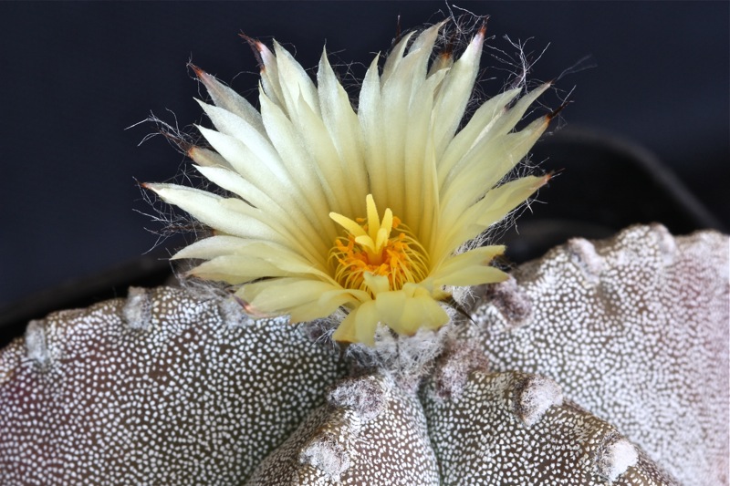 Astrophytum myriostigma v. jaumavense 