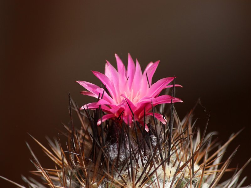 Eriosyce taltalensis v. floccosa 