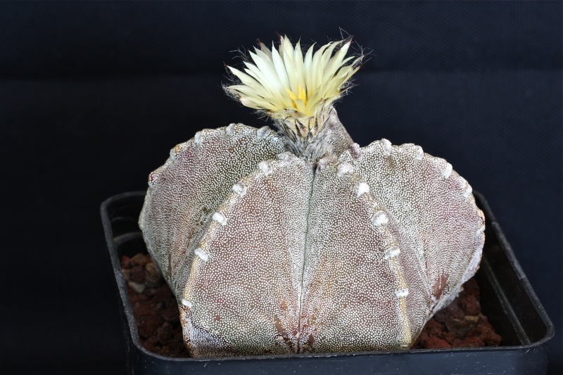 Astrophytum myriostigma v. jaumavense 