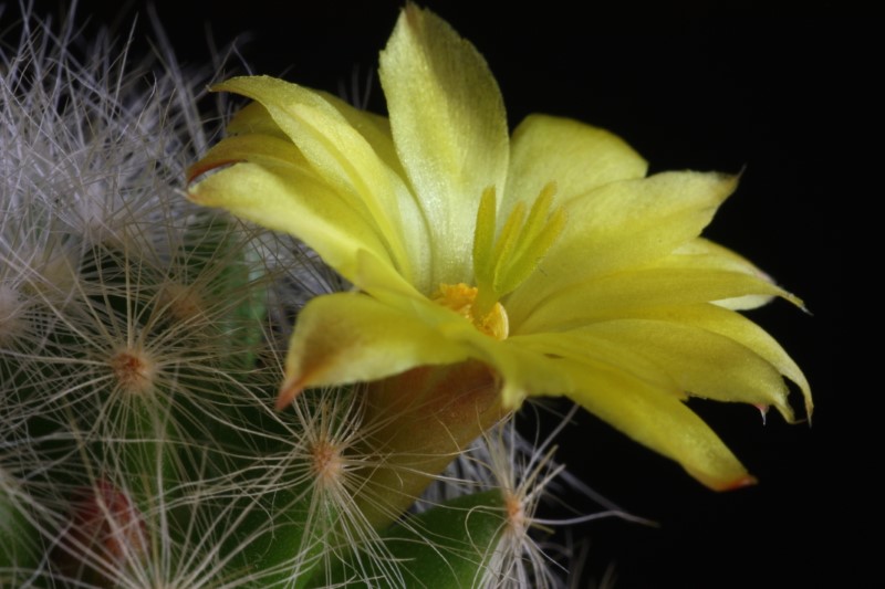 Mammillaria baumii 