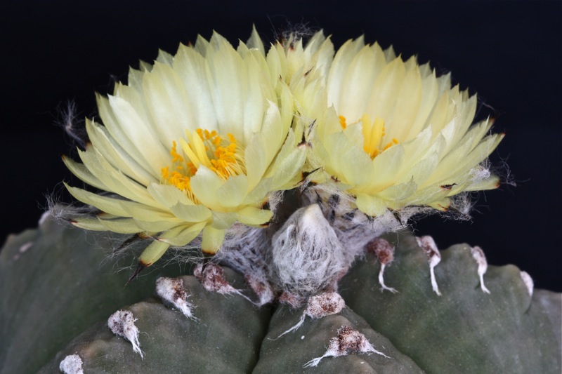 Astrophytum myriostigma cv. costa 