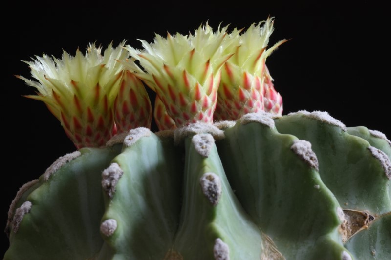 Ferocactus glaucescens v. inermis 