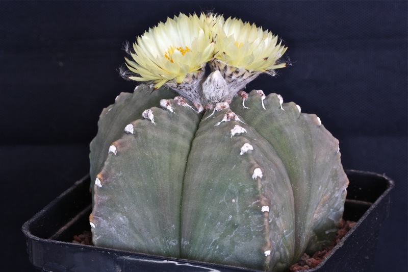 Astrophytum myriostigma cv. costa 