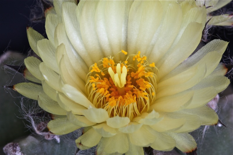 Astrophytum myriostigma cv. costa 