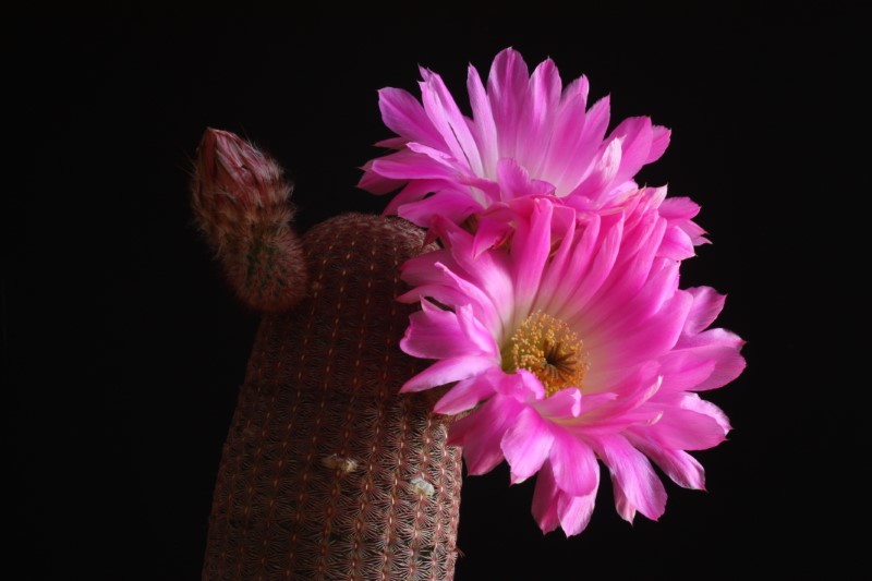 Echinocereus  rigidissimus ssp. rubispinus 