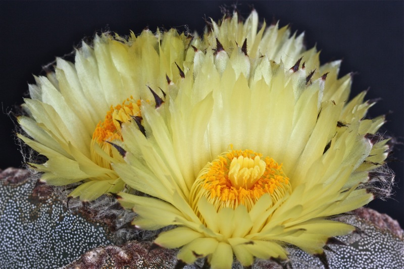 Astrophytum myriostigma 