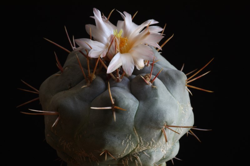 Thelocactus hexaedrophorus 