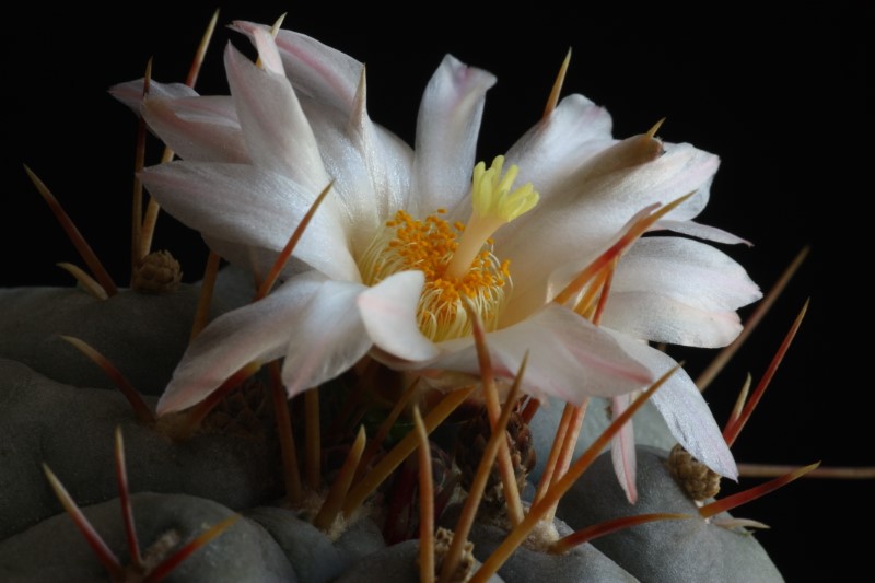 Thelocactus hexaedrophorus 