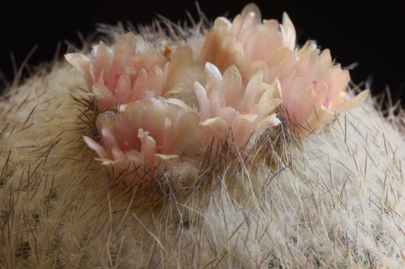 Epithelantha pachyrhiza 