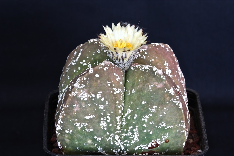 astrophytum myriostigma f. nudum cv. hakuun