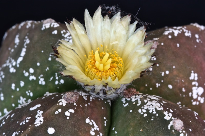 Astrophytum myriostigma f. nudum cv. hakuun 