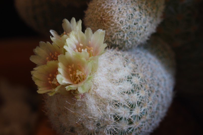 epithelantha dickisoniae