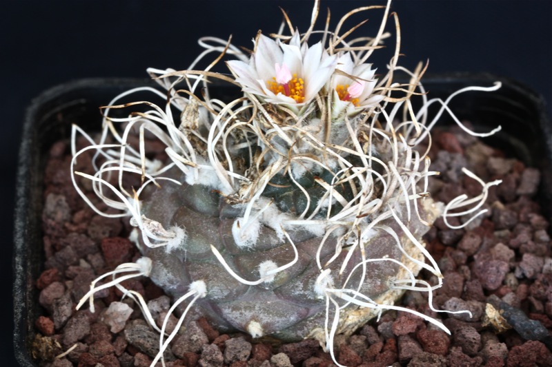 Turbinicarpus macrochele 