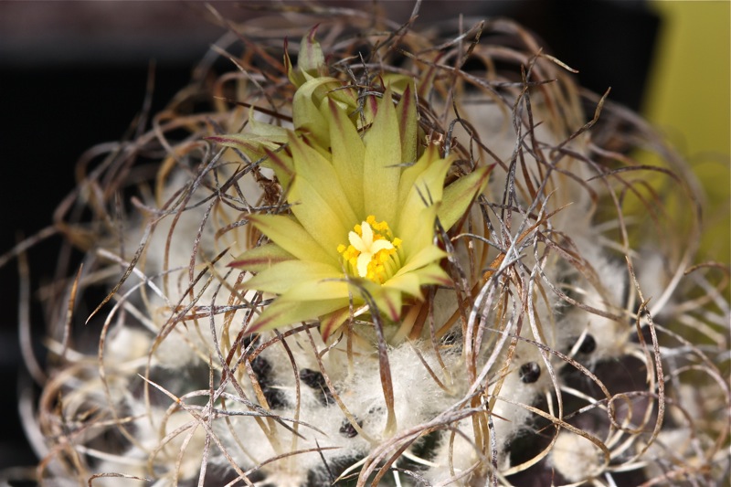 Turbinicarpus krainzianus v. minimus 