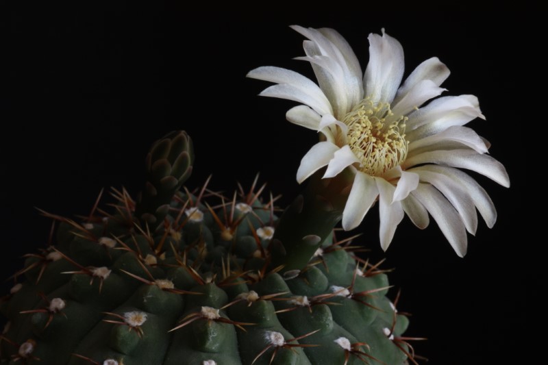 Gymnocalycium platense 