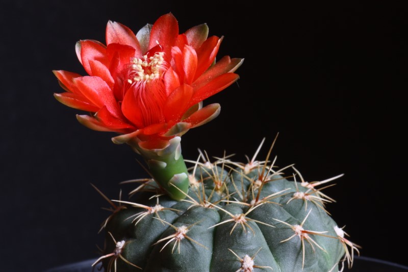 Gymnocalycium baldianum 