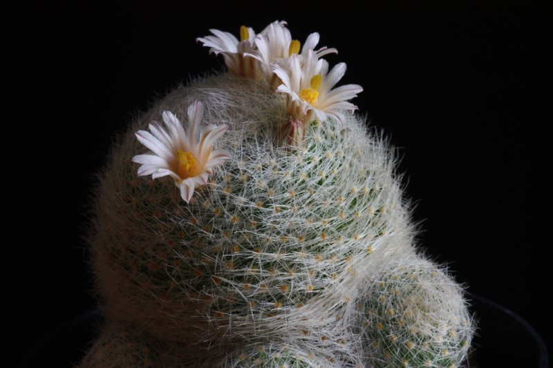 Mammillaria lenta 