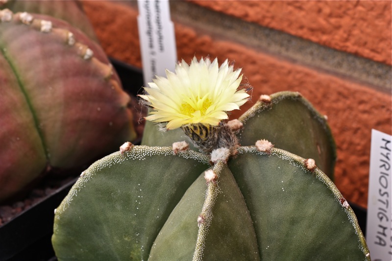 Astrophytum myriostigma v. nudum 