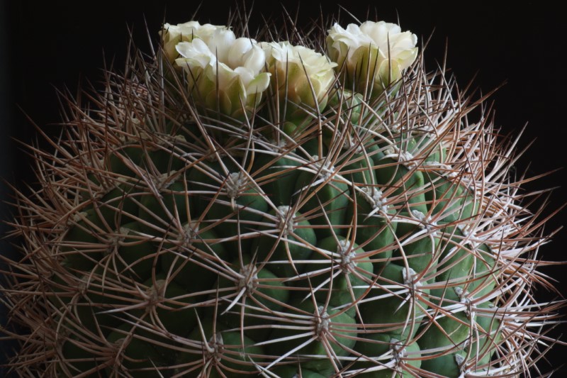 gymnocalycium saglionis