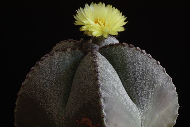 Astrophytum myriostigma 