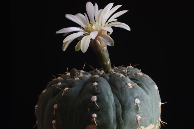 Gymnocalycium stellatum 