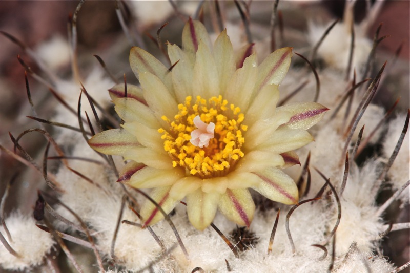 Turbinicarpus swobodae 