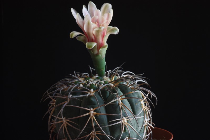 gymnocalycium spegazzinii