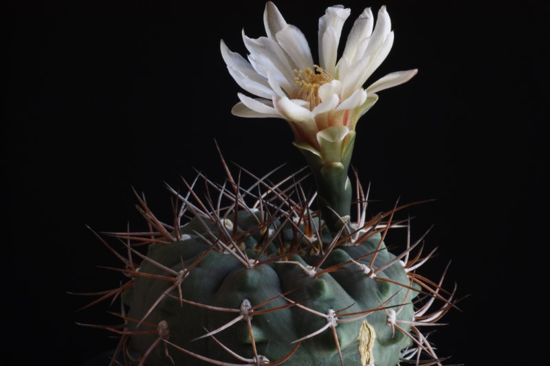 gymnocalycium hossei