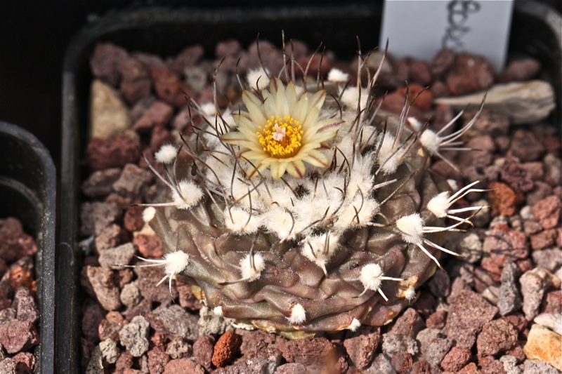 Turbinicarpus swobodae 