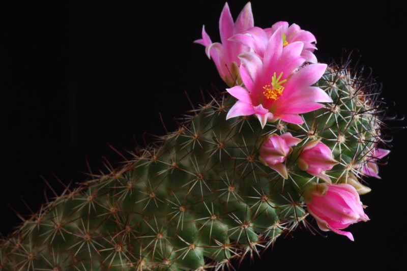 Mammillaria sheldonii 