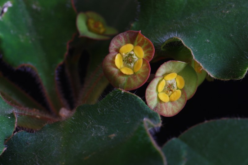 euphorbia razafindratsirae