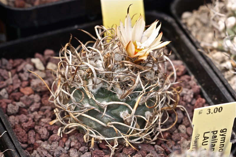 Turbinicarpus schmiedickeanus ssp. klinkerianus cv. el huizache 