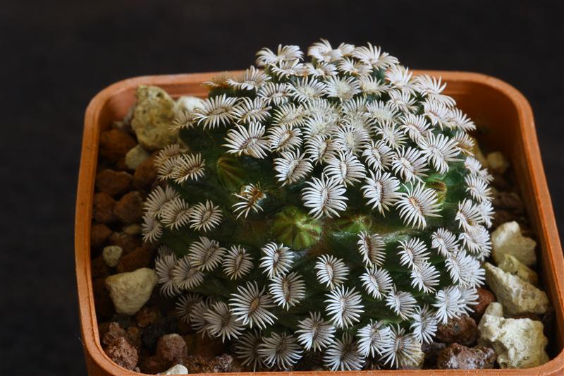 Mammillaria hernandezii 