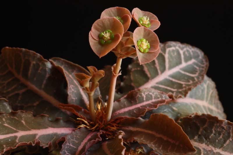 euphorbia francoisii v. crassicaulis f. rubrifolia