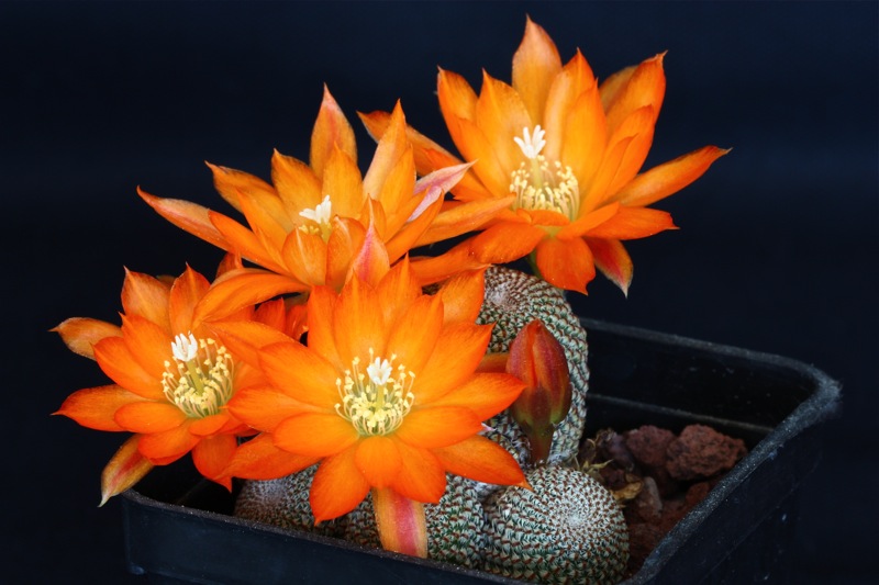 Rebutia heliosa 