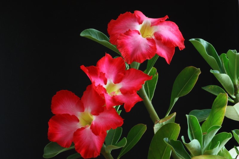 Adenium obesum 