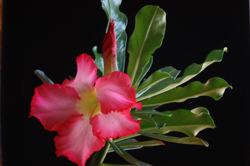 Adenium obesum 