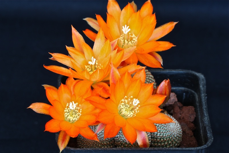 Rebutia heliosa 