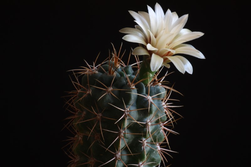 Gymnocalycium fischeri ssp. suyuquense VS 8