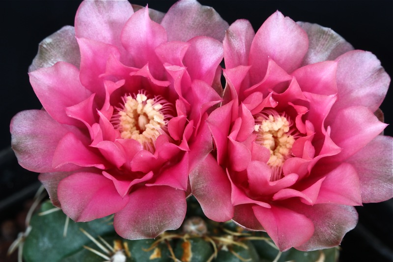 Gymnocalycium baldianum 