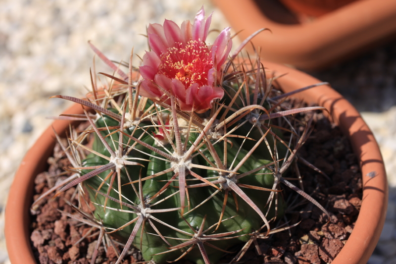 Ferocactus fordii ssp. borealis 