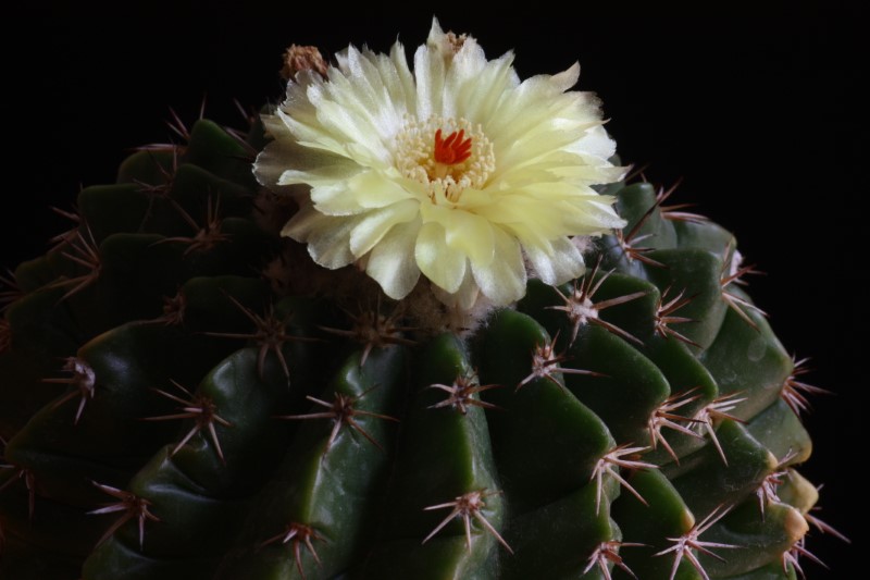 Parodia sellowii 