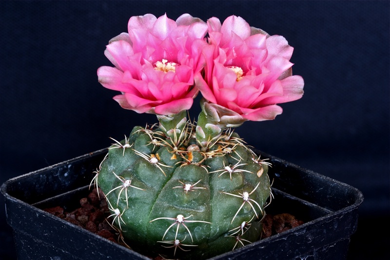 Gymnocalycium baldianum 