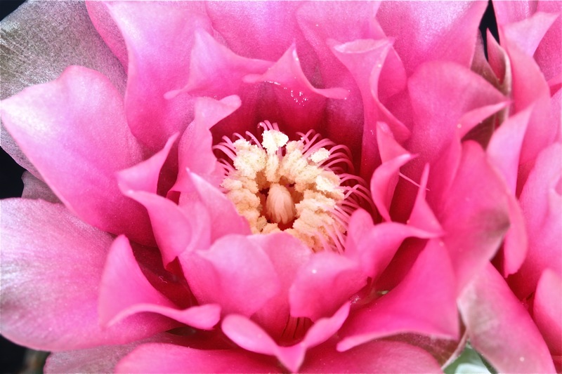 Gymnocalycium baldianum 