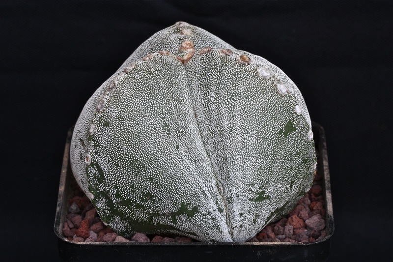 Astrophytum myriostigma f. tricostatum 