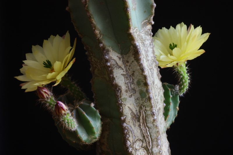 echinocereus  subinermis