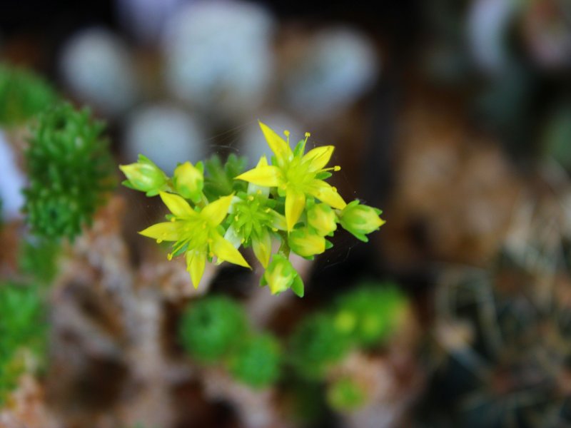 Sedum multiceps 