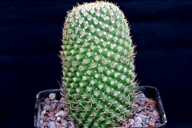 mammillaria magnifica f. brevispina