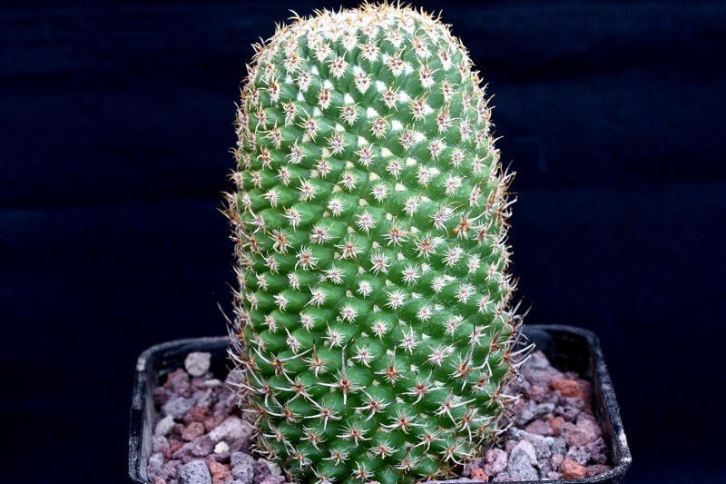 Mammillaria magnifica f. brevispina 