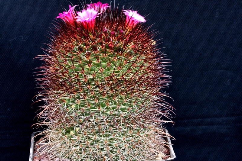 Mammillaria spinosissima cv. rubra 